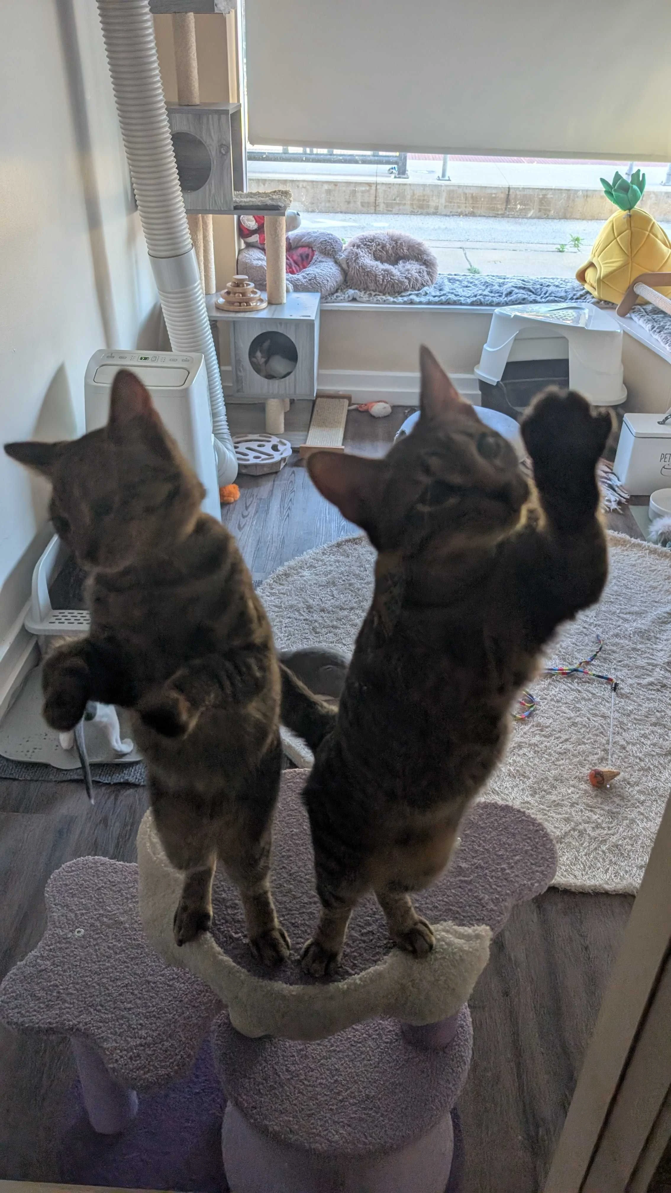 Image of bonded kitten pair, Edwina and Ralph, from Almost Home Cat Rescue MKE