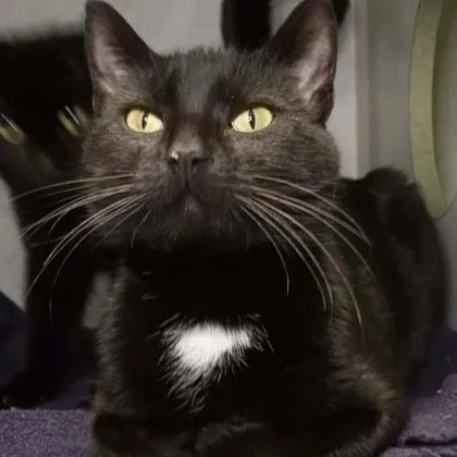 Adoptable cat, Tansy, from Almost Home Cat Rescue MKE