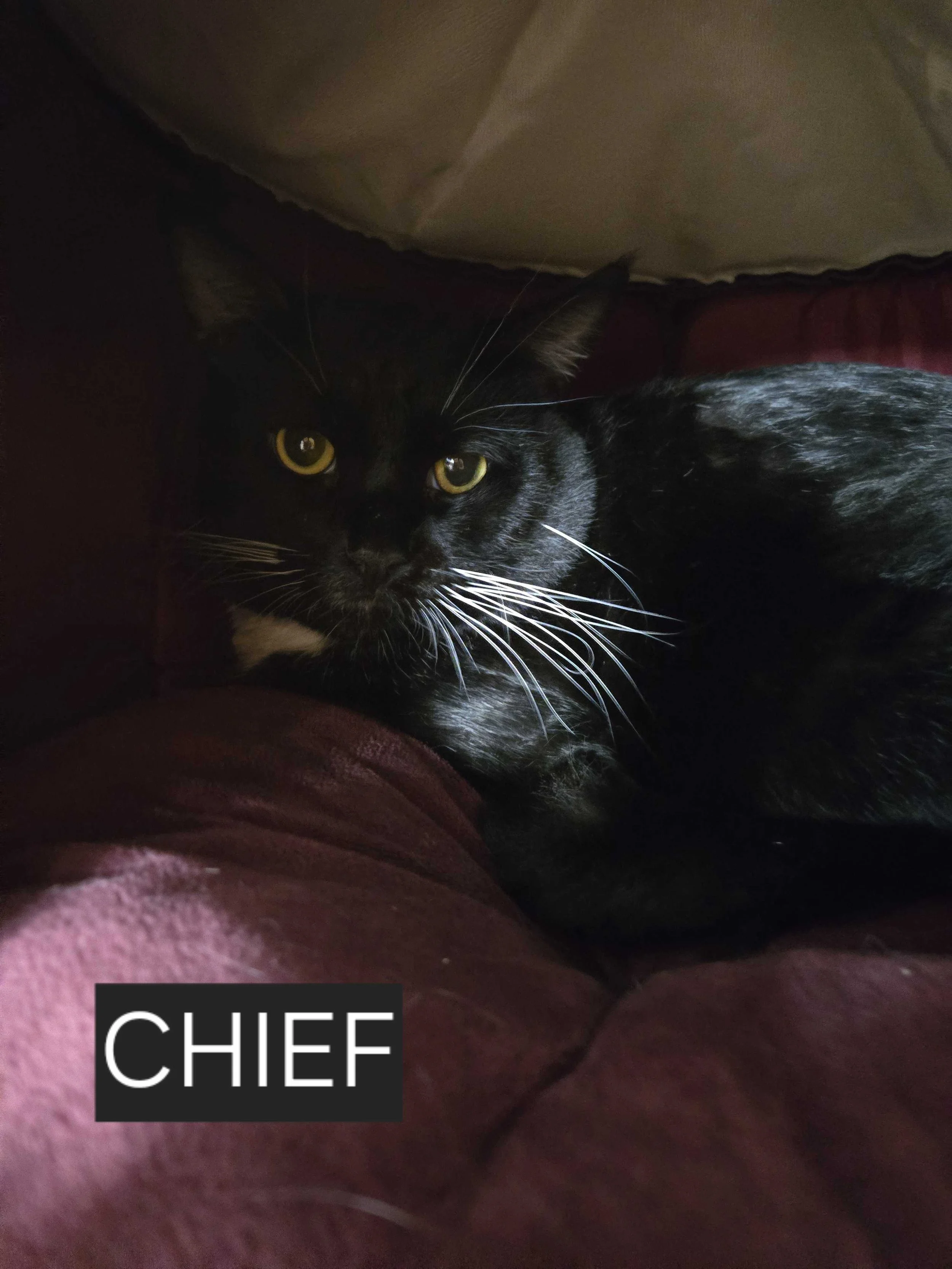 Image of Chief, an adoptable cat from Almost Home Cat Rescue MKE