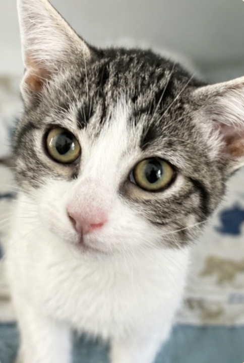 Adoptable kitten, Panini, from Almost Home Cat Rescue MKE