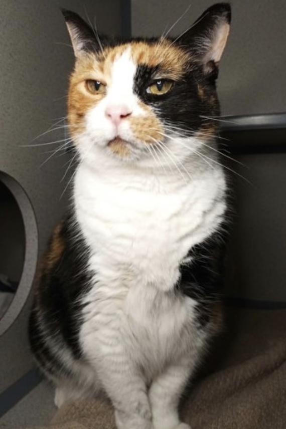 Image of Carmel, an adoptable cat from Almost Home Cat Rescue MKE