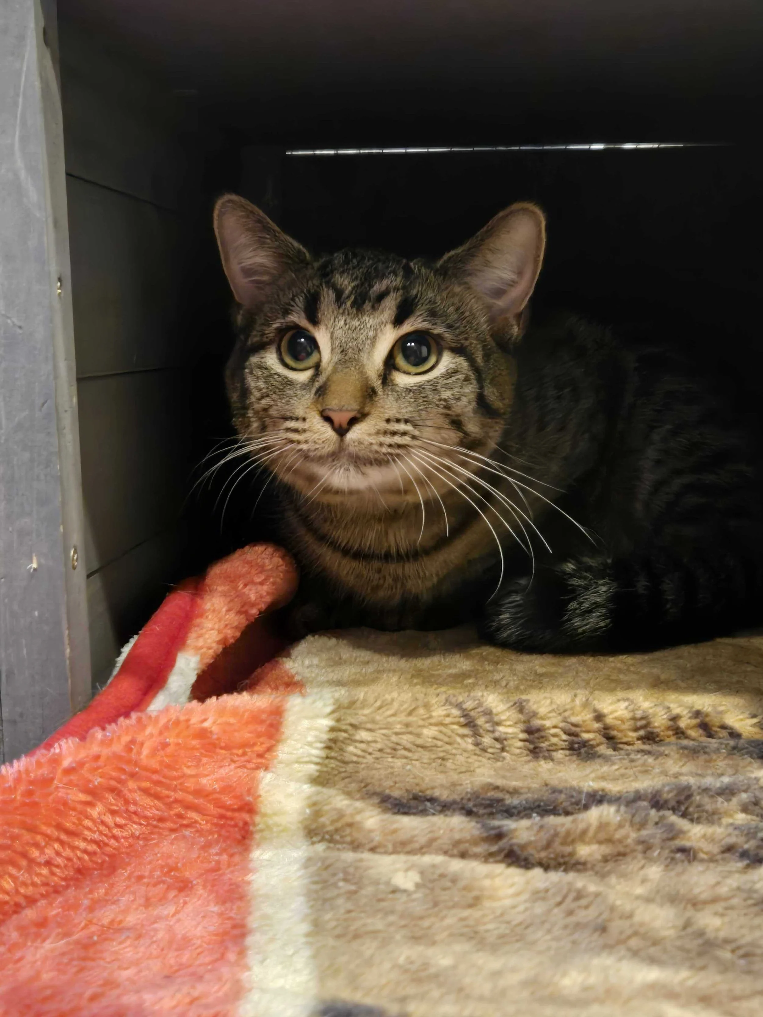 Image of Sweet Potato, an adoptable cat from Almost Home Cat Rescue MKE