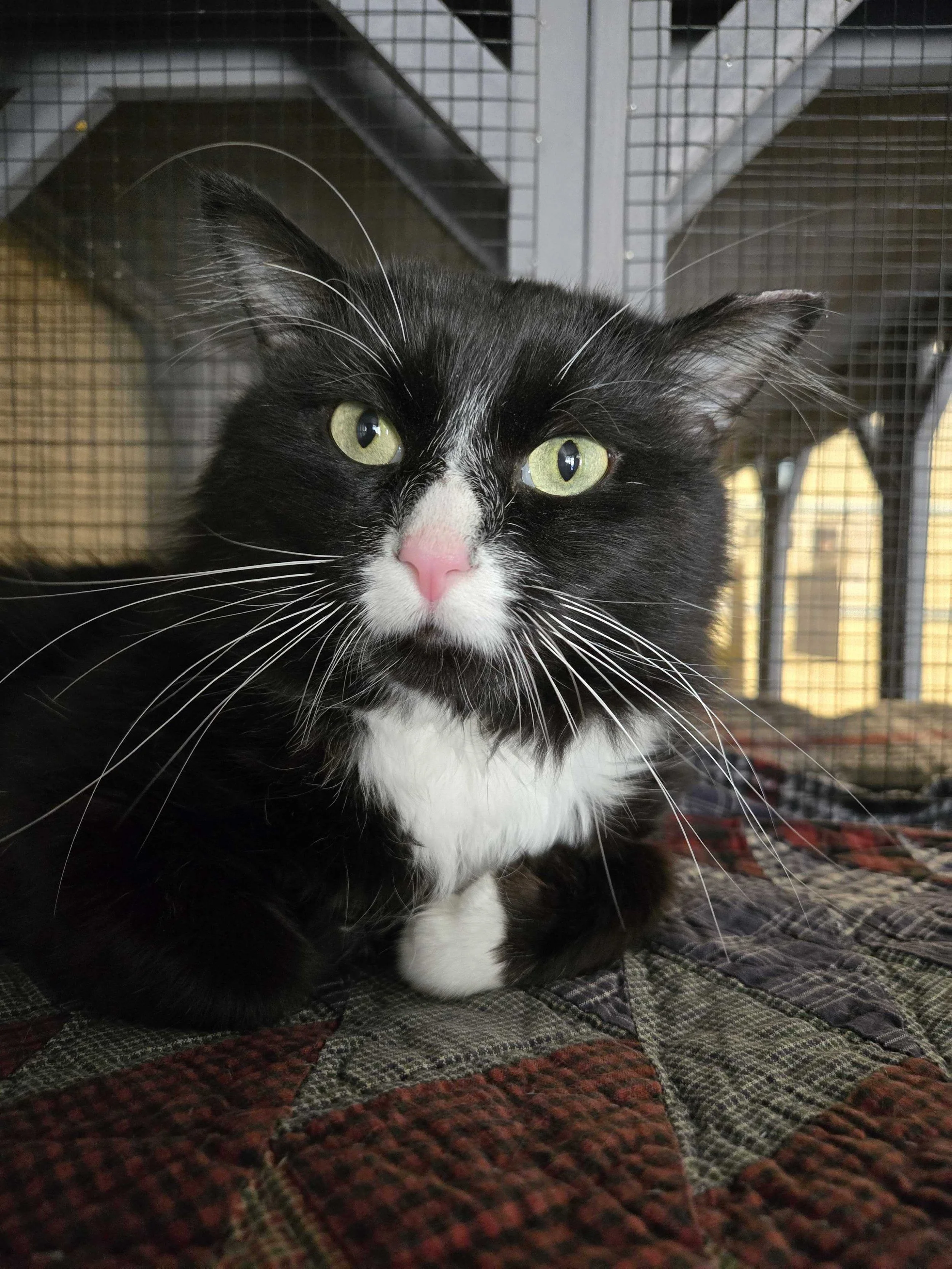 Image of Sylvester, an adoptable cat from Almost Home Cat Rescue MKE