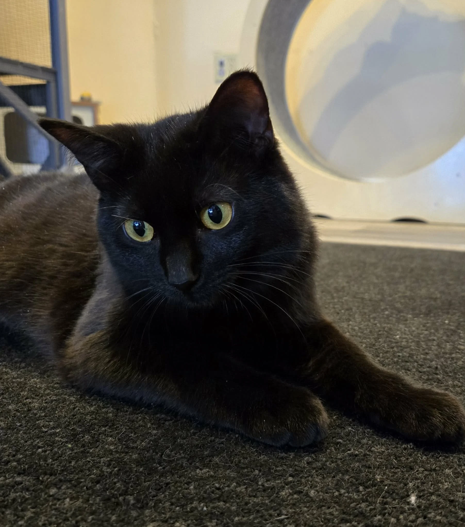Adoptable cat, Cypress, from Almost Home Cat Rescue MKE