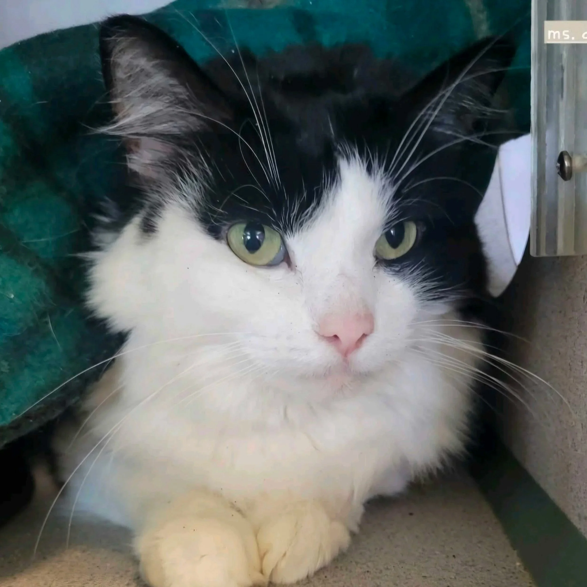 Image of Ms. Dumpling, an adoptable cat from Almost Home Cat Rescue MKE