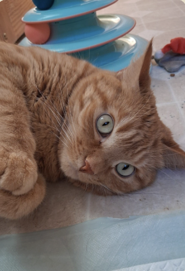 Image of Bambi, an adoptable foster cat from Almost Home Cat Rescue MKE