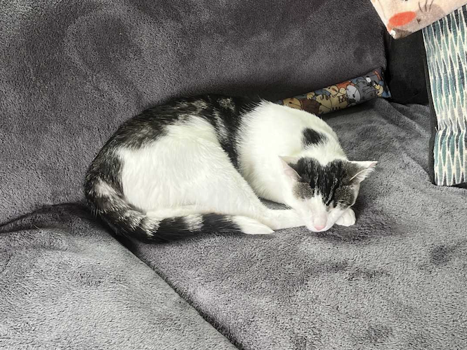 Image of Speedy, an adoptable cat from Almost Home Cat Rescue MKE