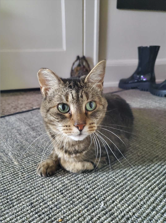 Image of Beans, an adoptable cat from Almost Home Cat Rescue MKE