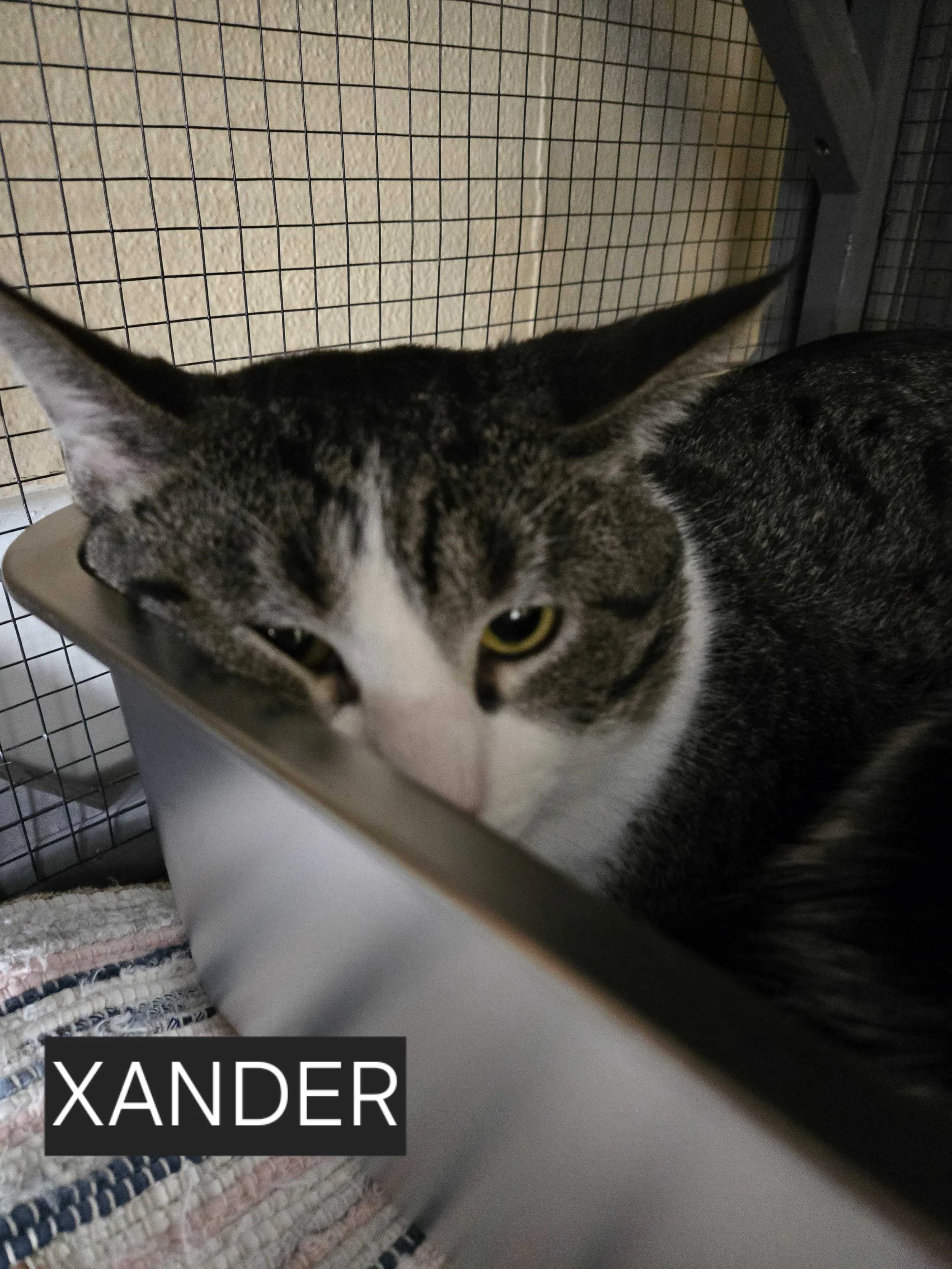 Image of Xander, an adoptable cat from Almost Home Cat Rescue MKE