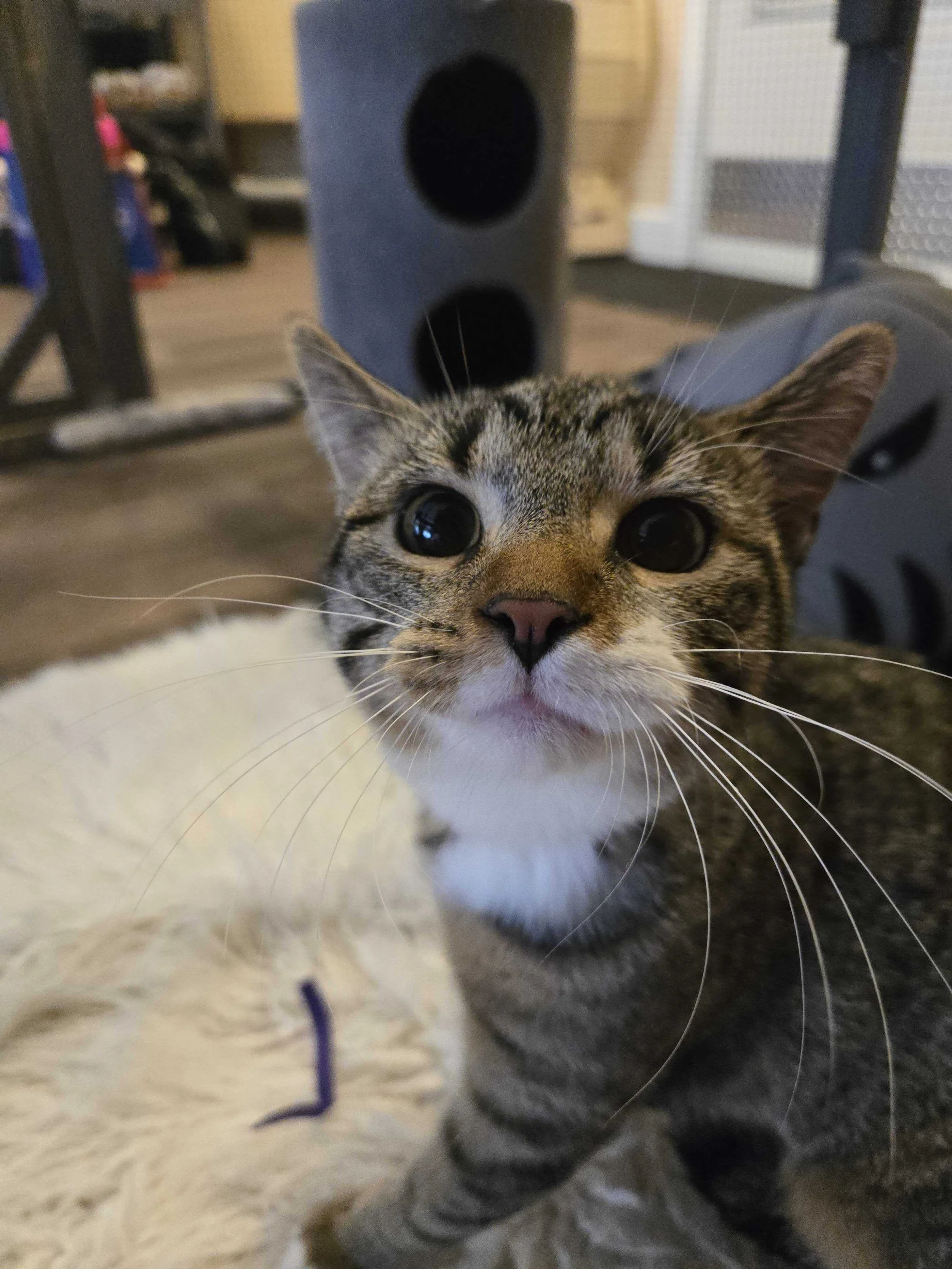 Image of Pumpkins, an adoptable cat from Almost Home Cat Rescue MKE