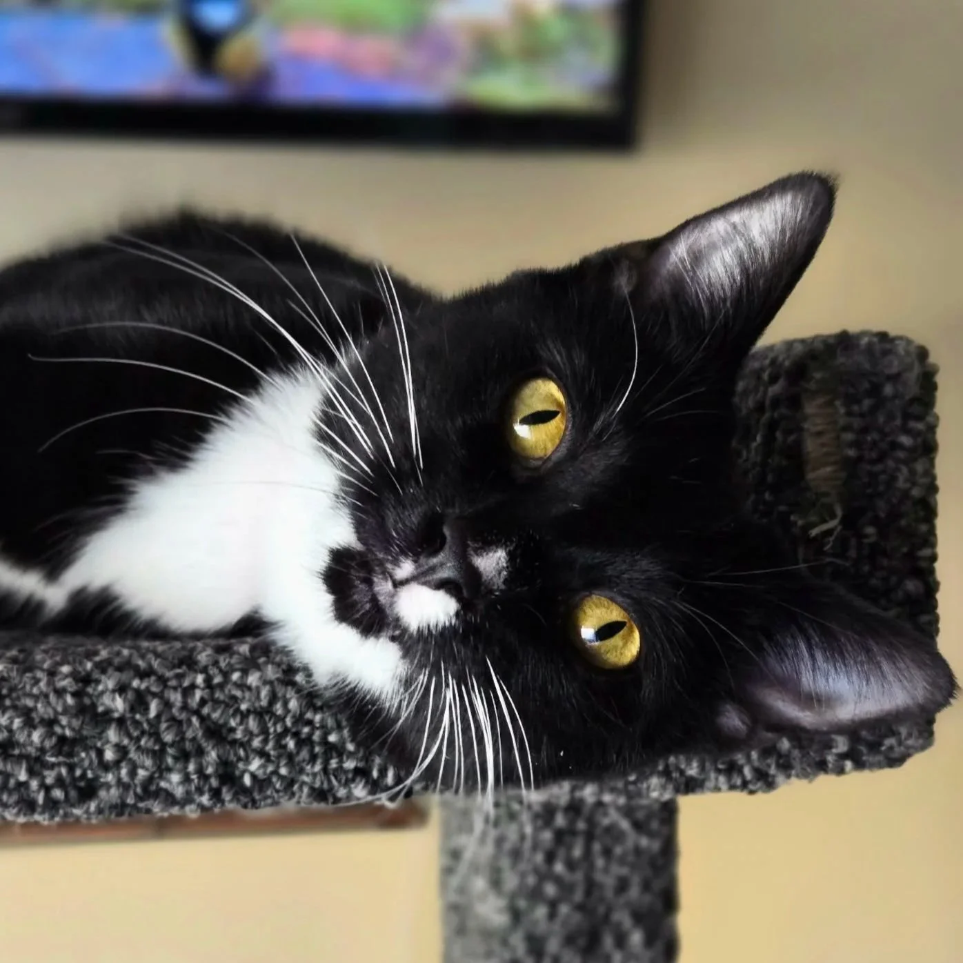 Almost Home Adoptable Cat, Liora