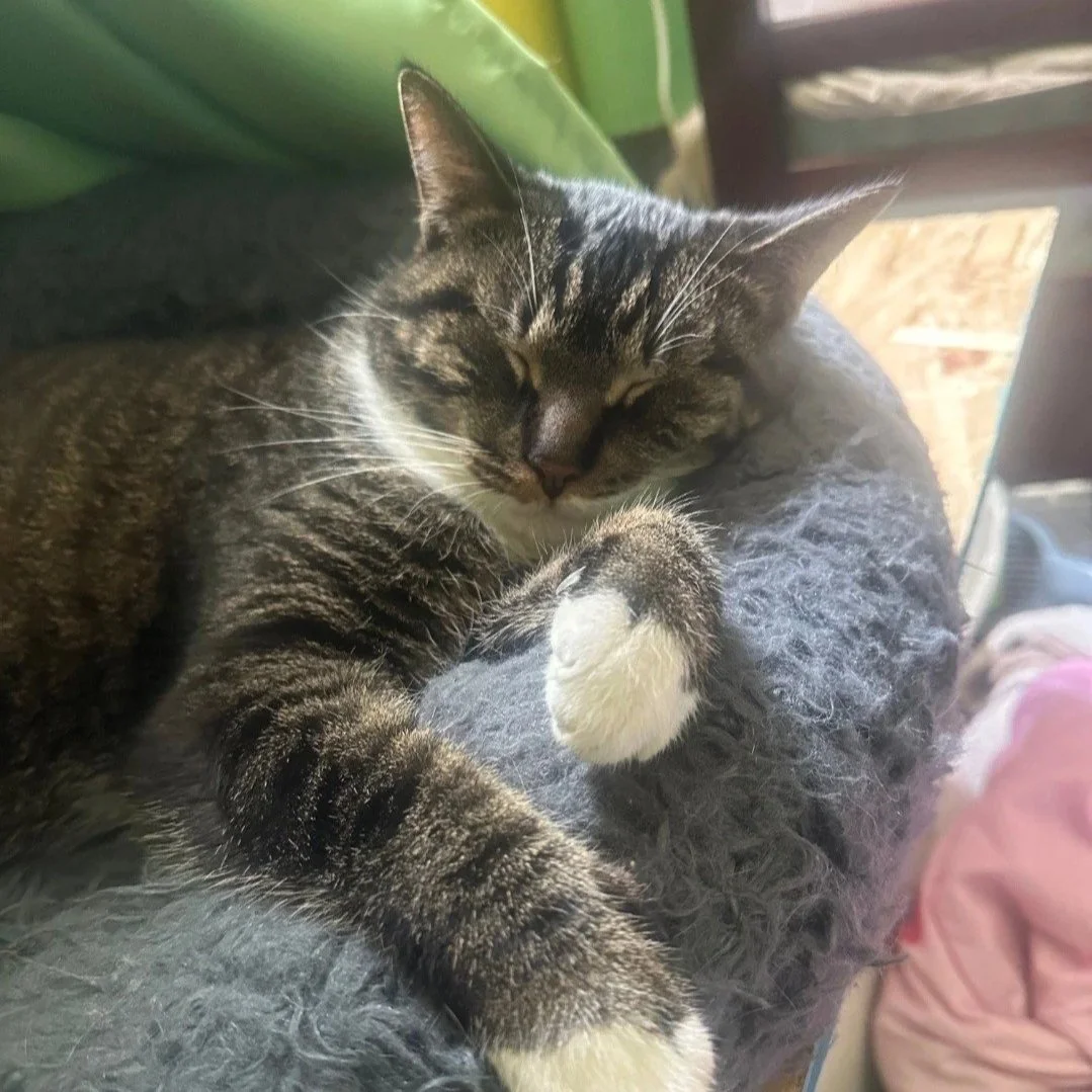 Image of Fufu, an adoptable Almost Home Cat Rescue MKE cat