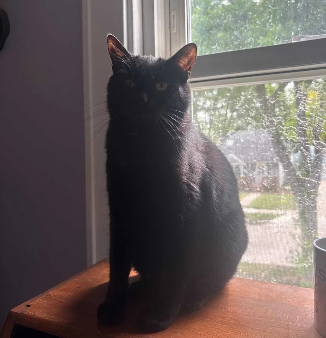 Image of Bliss, an adoptable Almost Home Cat Rescue MKE cat