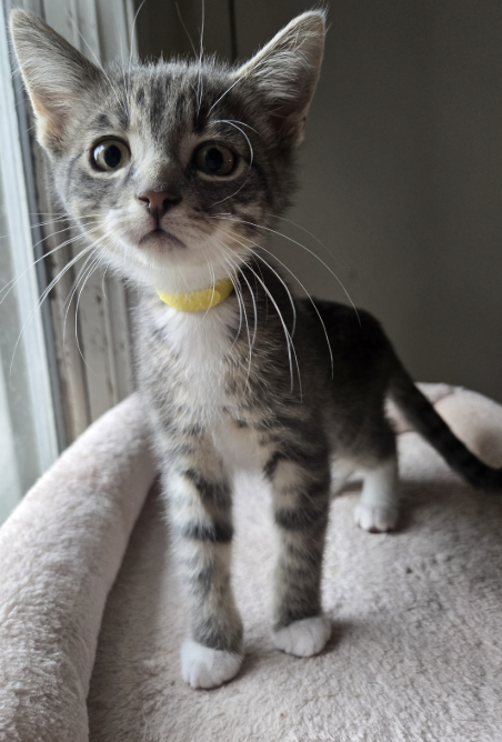 Adoptable kitten, Ripon, from Almost Home Cat Rescue MKE