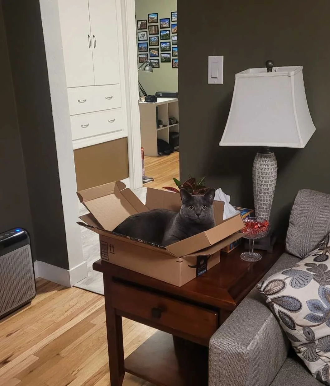 Image of Herbert, an adoptable cat from Almost Home Cat Rescue MKE