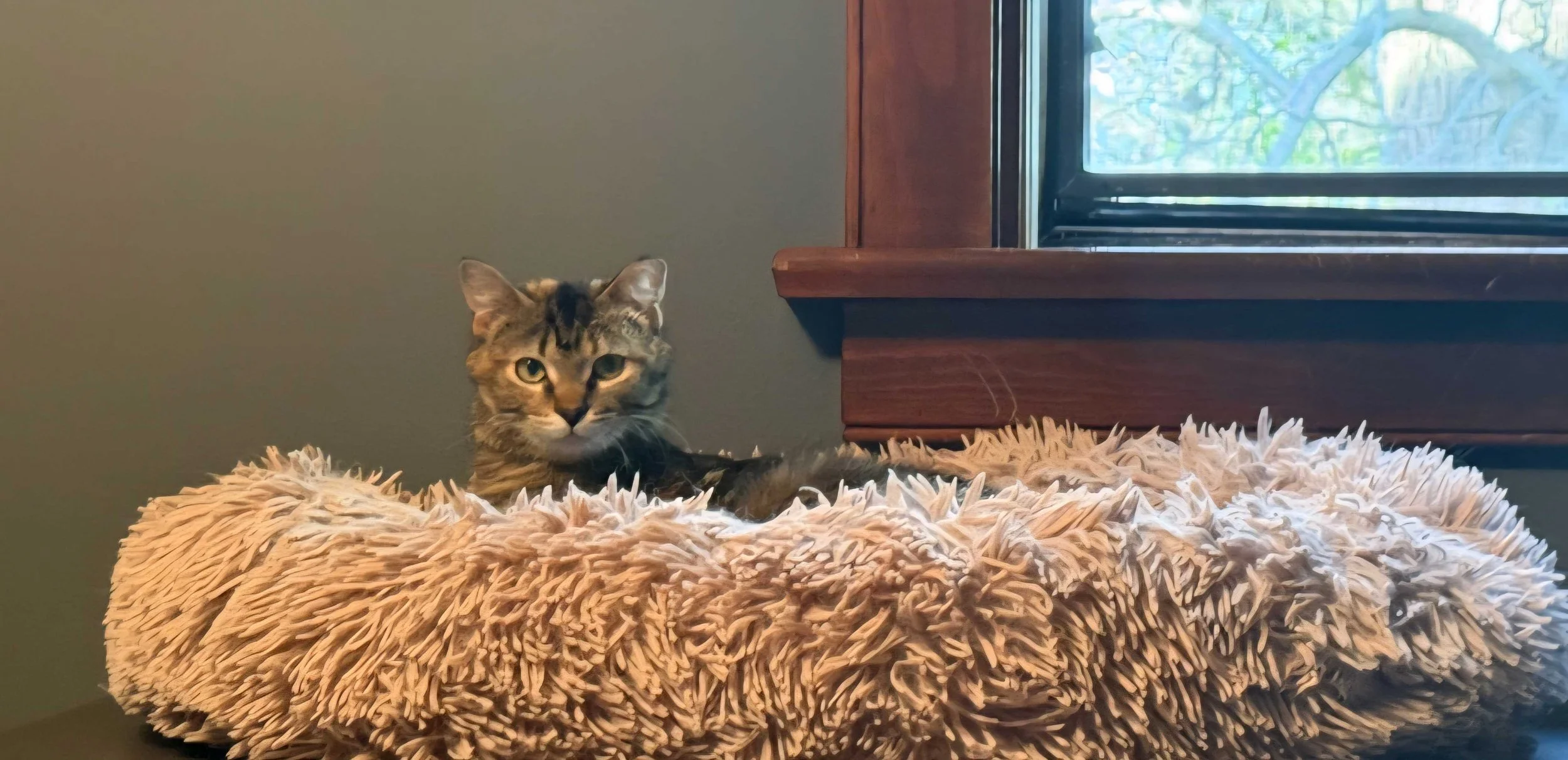 Image of Dee Dee, an adoptable Almost Home Cat Rescue MKE cat