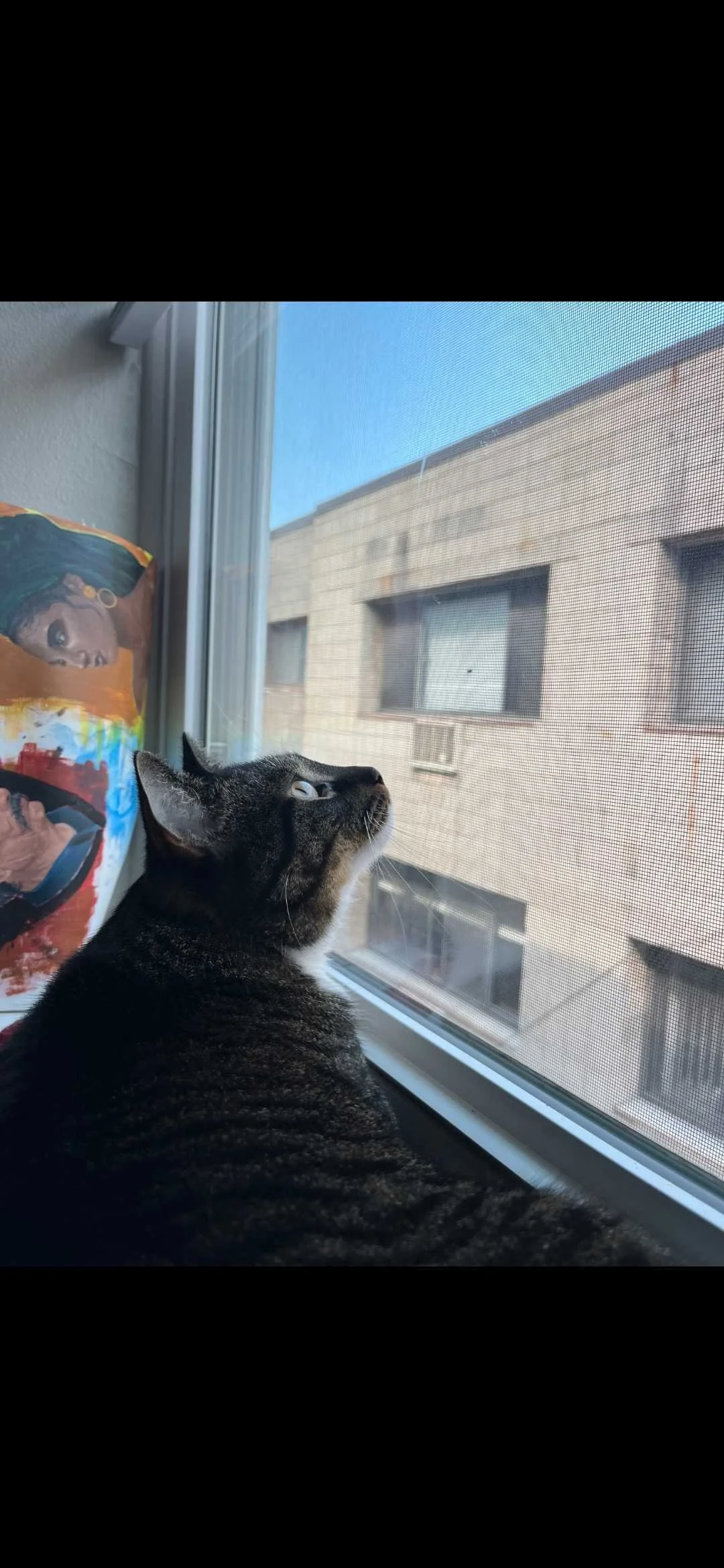Adoptable cat, Fufu, from Almost Home Cat Rescue MKE