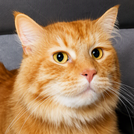 Image of Cheddar, an adoptable cat from Almost Home Cat Rescue MKE