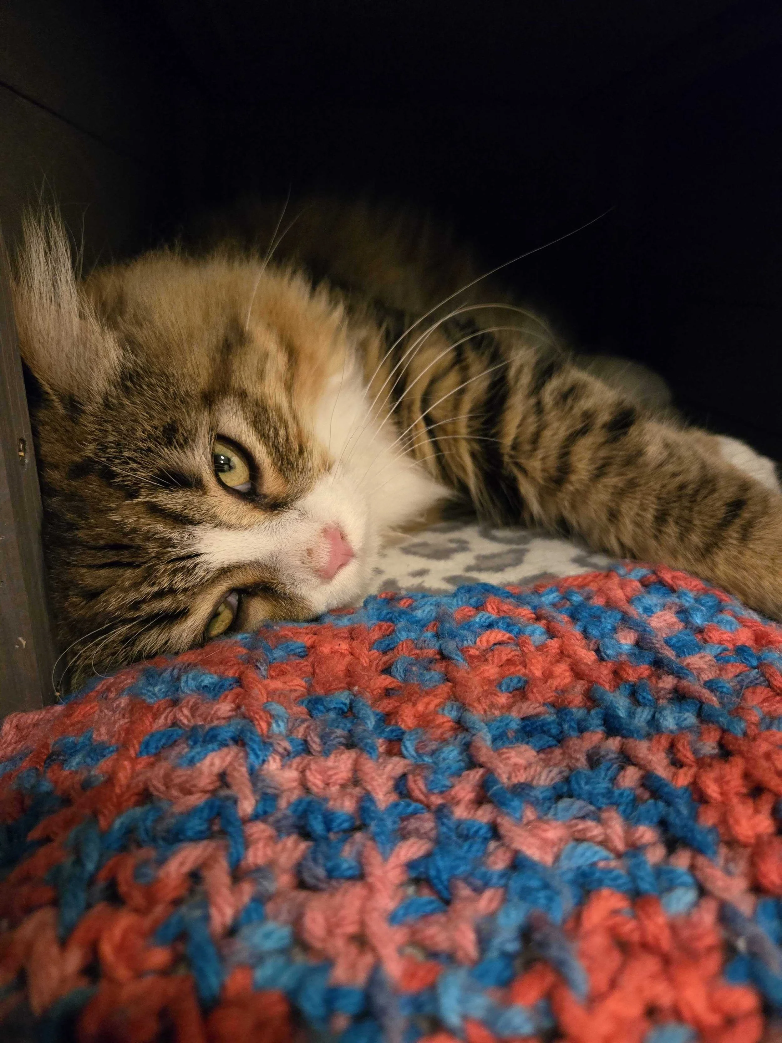 Image of Noah, an adoptable Almost Home Cat Rescue MKE cat