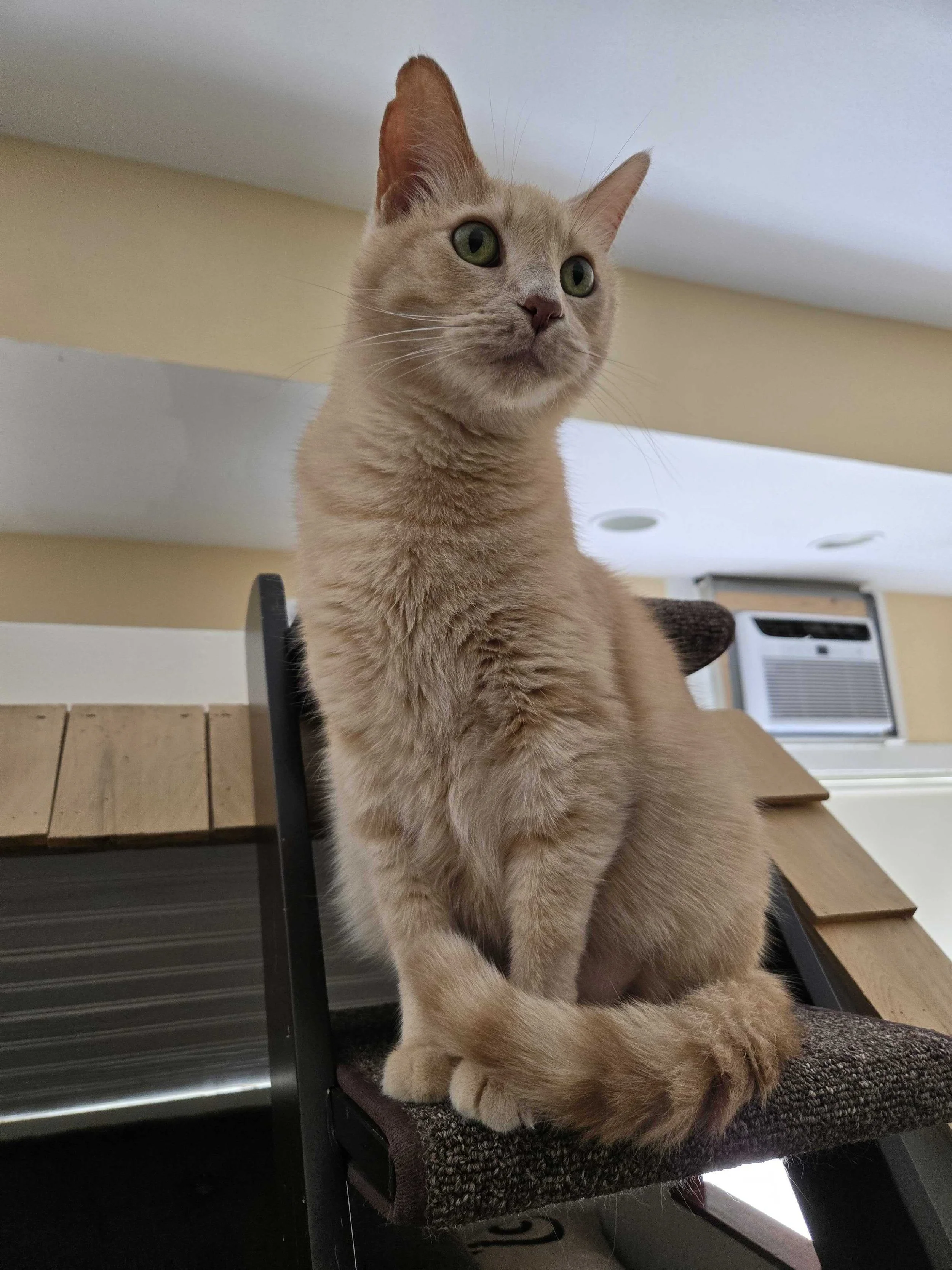 Image of Kermit, an adoptable cat from Almost Home Cat Rescue MKE