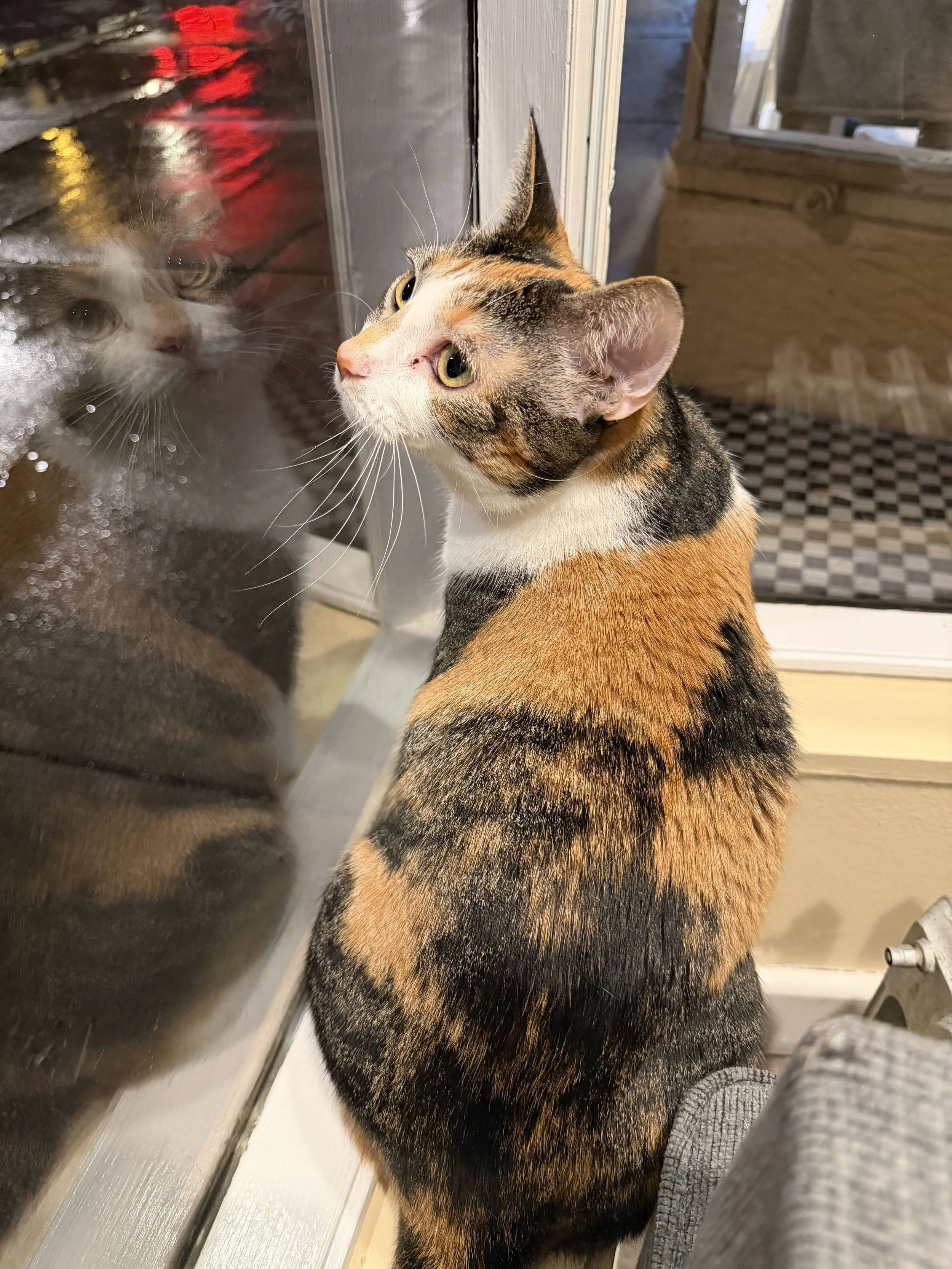 Image of Buffy, an adoptable cat from Almost Home Cat Rescue MKE