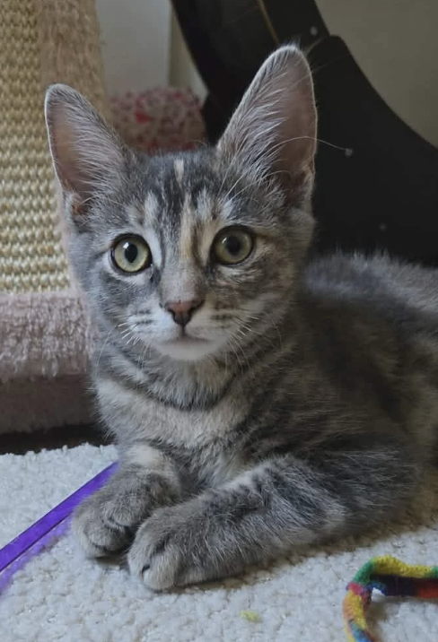 Adoptable kitten, Chalupa, from Almost Home Cat Rescue MKE