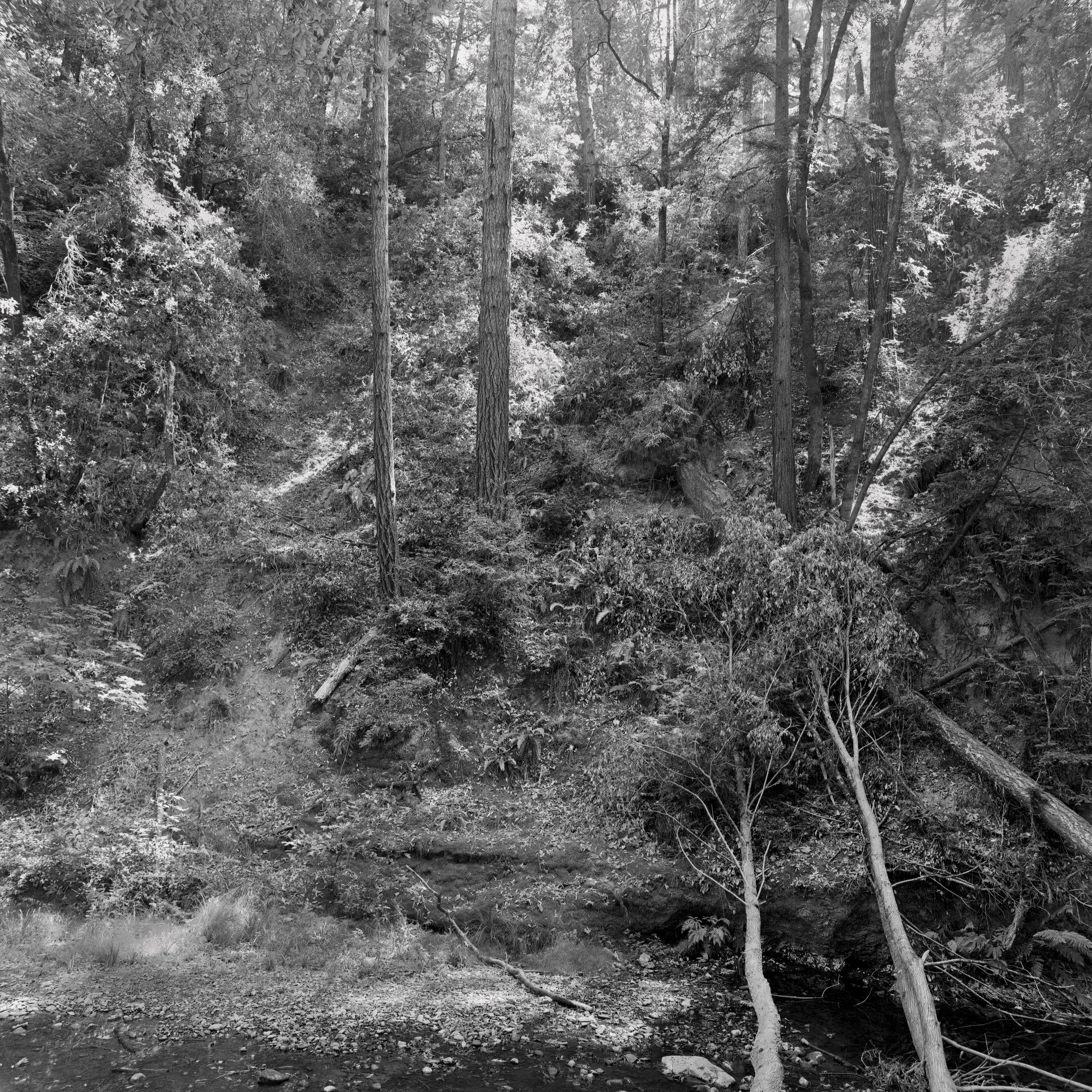 Country 2 (In the Santa Cruz Mountains 2021)