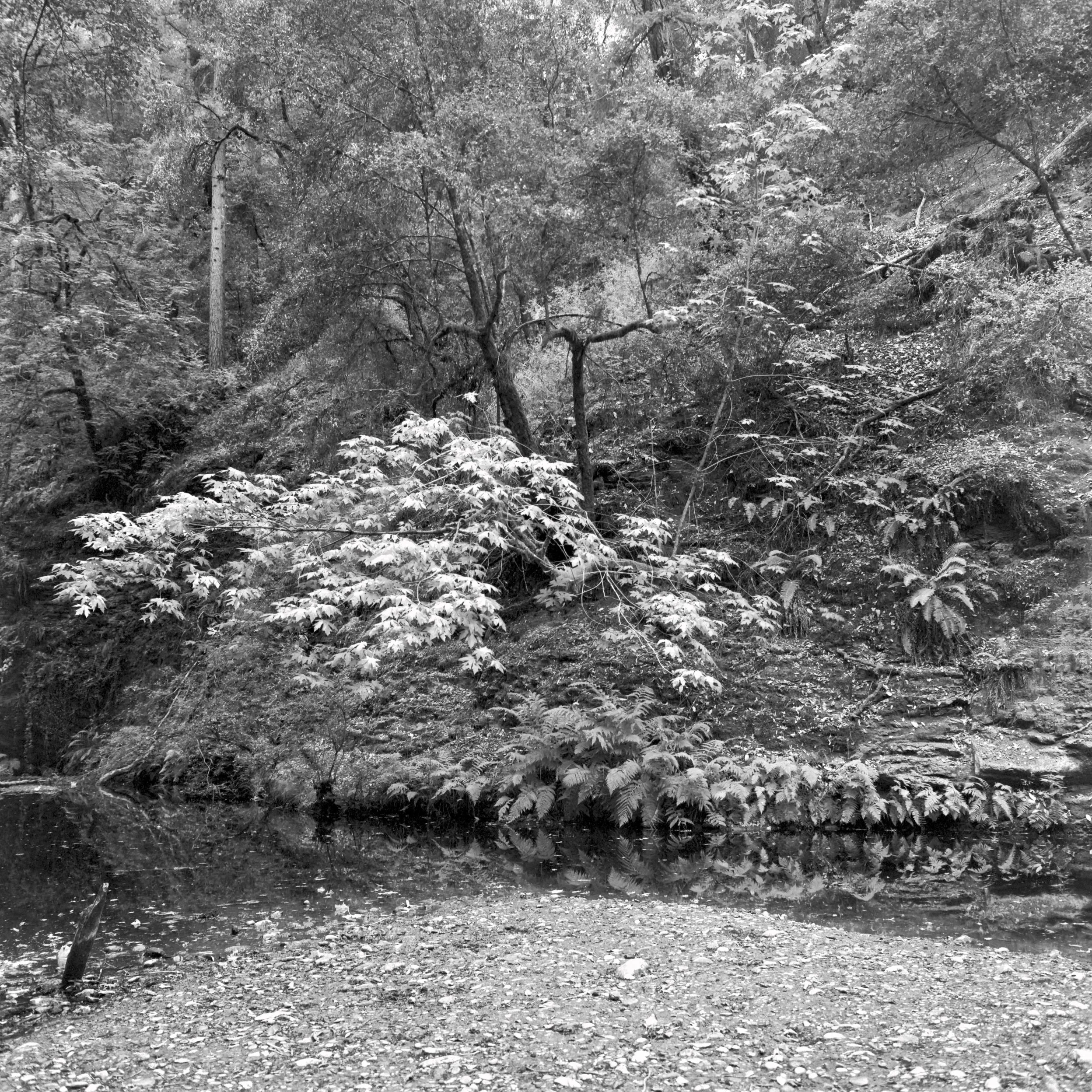 Country 4 (In the Santa Cruz Mountains 2021)