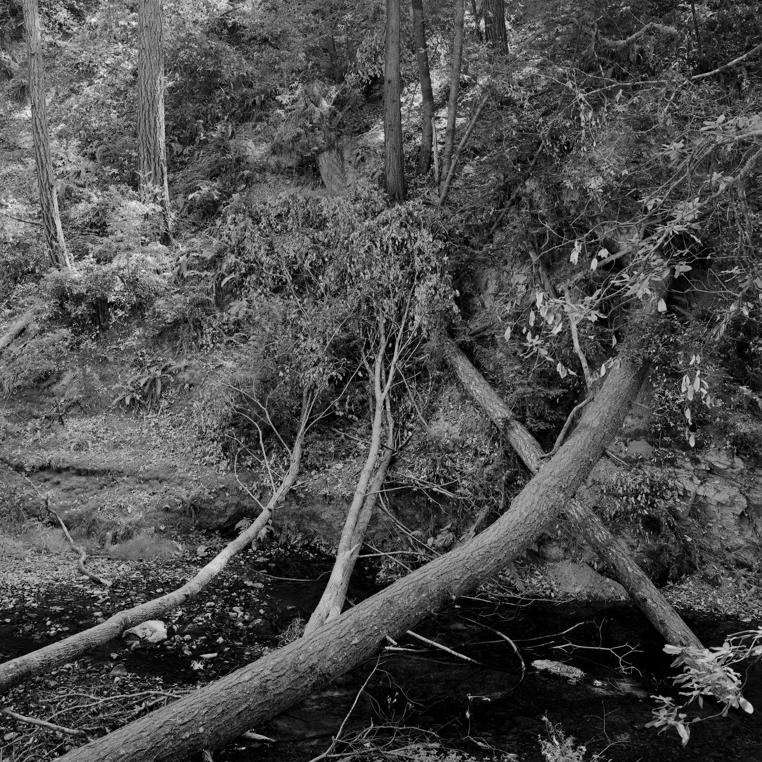 Country 3 (In the Santa Cruz Mountains 2021)