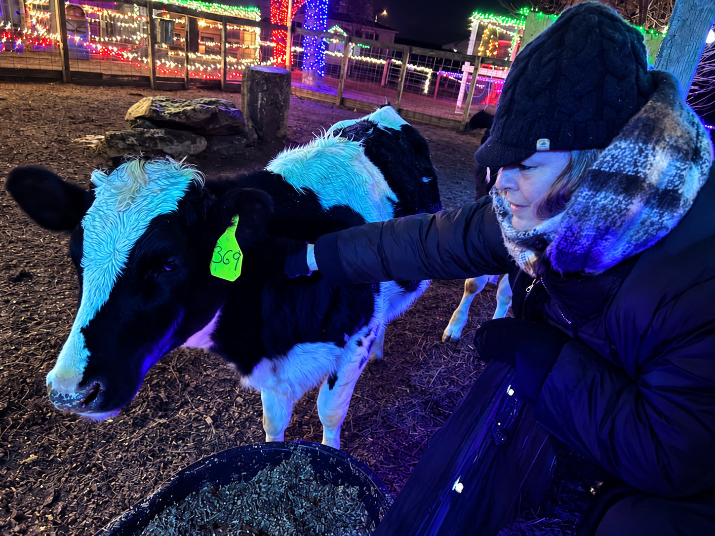 Festive Nighttime Calf Encounter.png