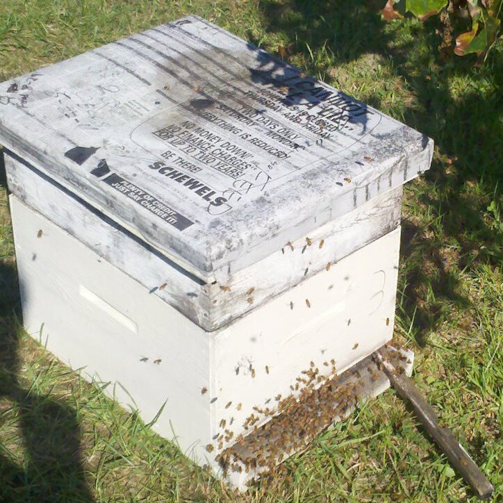 Deposit for NUC w Details about   Local pick up only Bees & Queen 