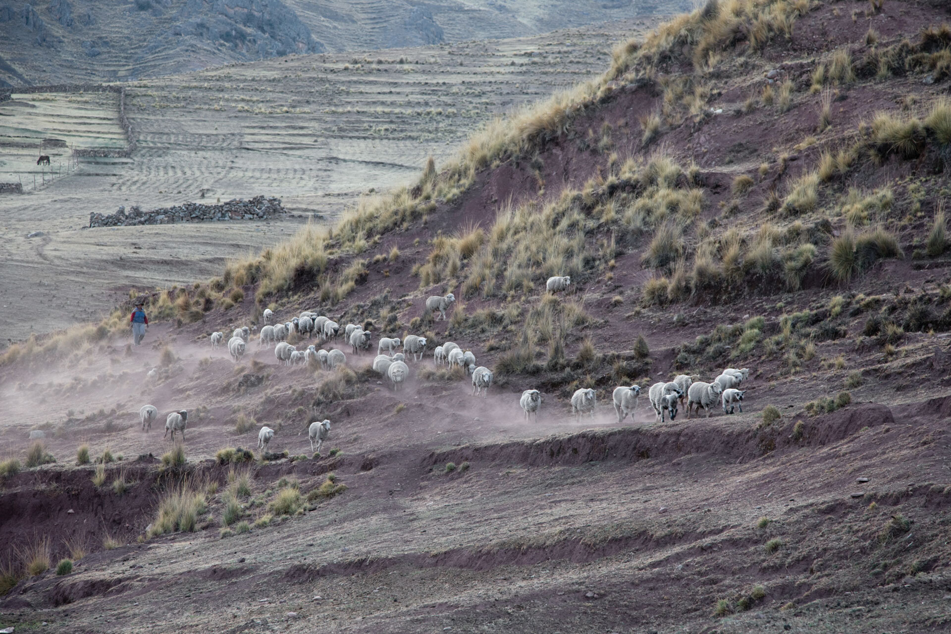 Peru9-08_18850.jpg