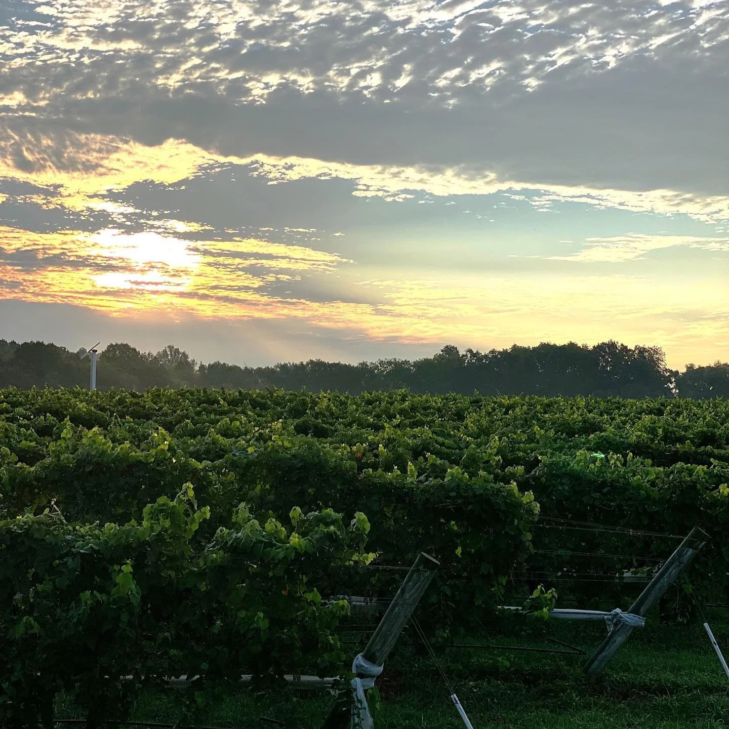 General 6 — Jake Busching Wines