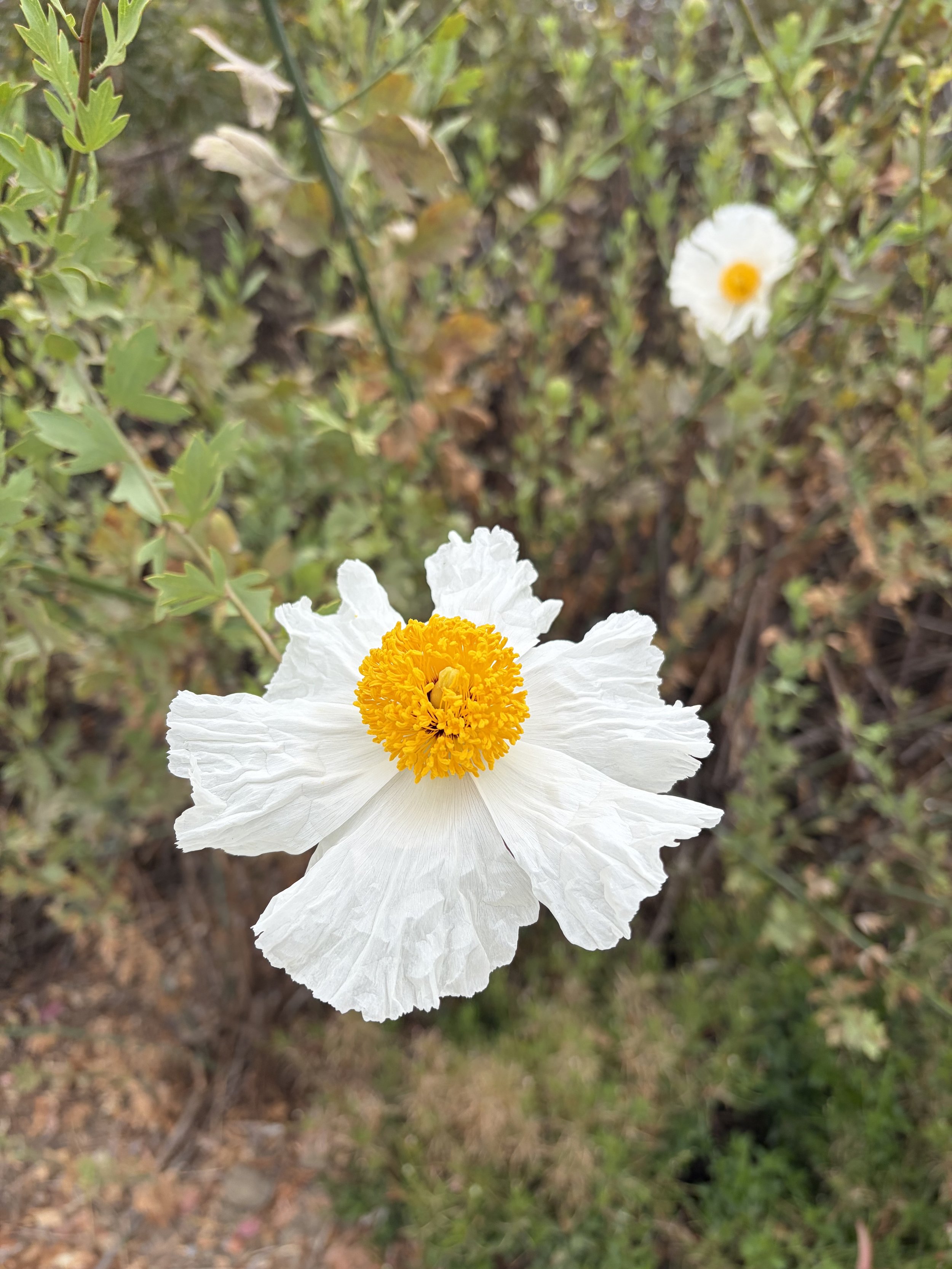 IMG_1669.jpeg