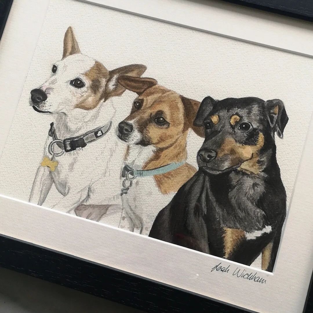 &quot;I want to get a photo done of our dogs but one of them passed away so I can't get a photo of them all together&quot; 

I hear this SO much. But don't worry because I can merge photos together! 🤩

Ozzie on the right, is sadly no longer with us 