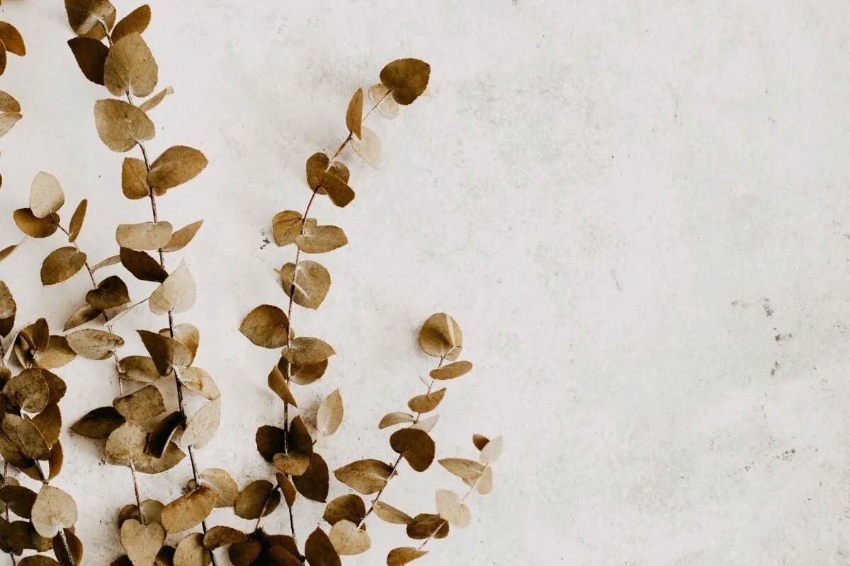 Vault Skin Lab Background_2.jpeg