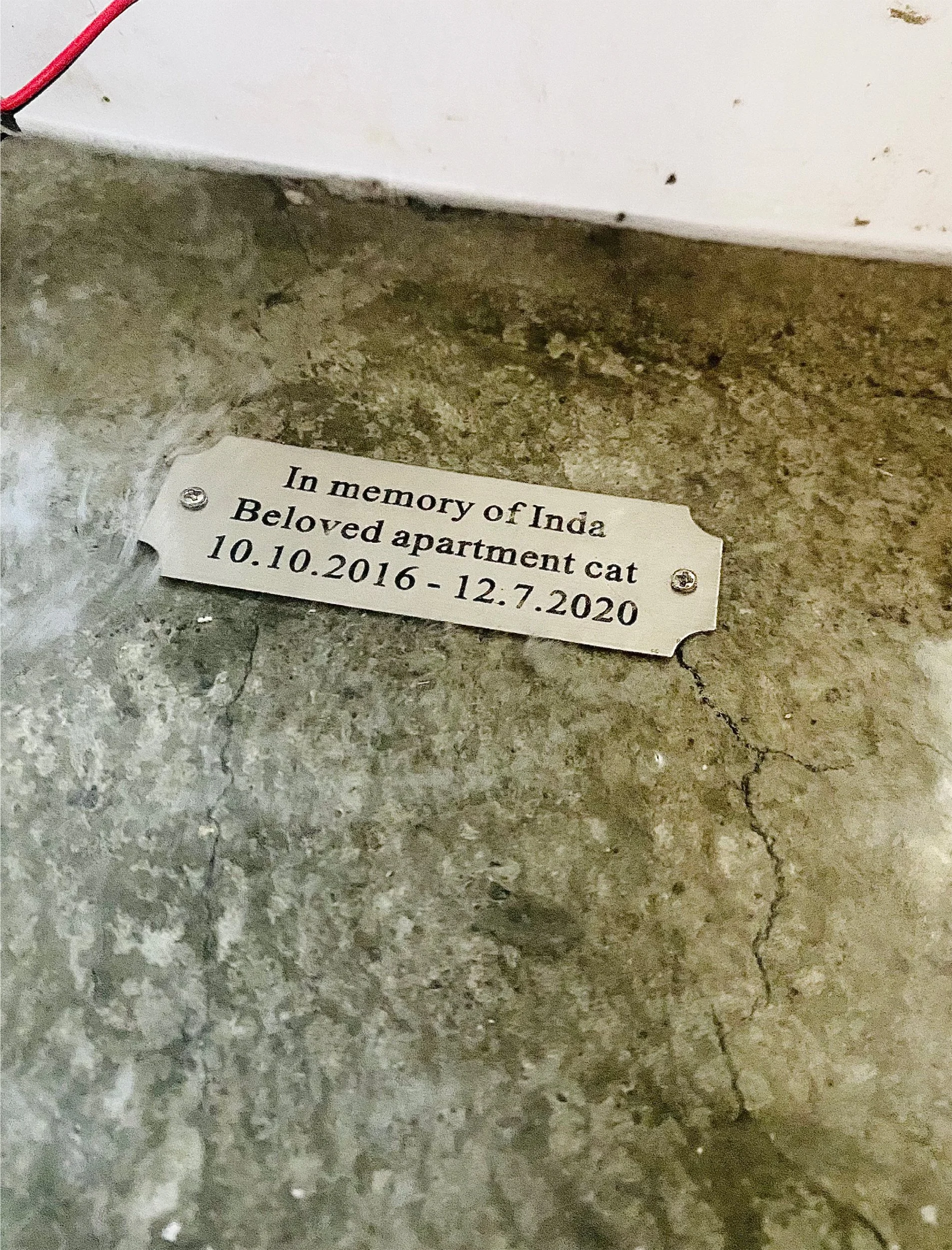Paula-De-Martino---In Memory of Inda, Beloved Apartment Cat-16.jpg