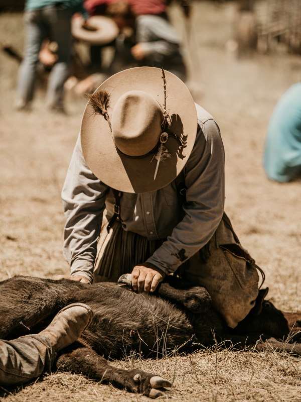 teia ferreira photography cattle brandings.png