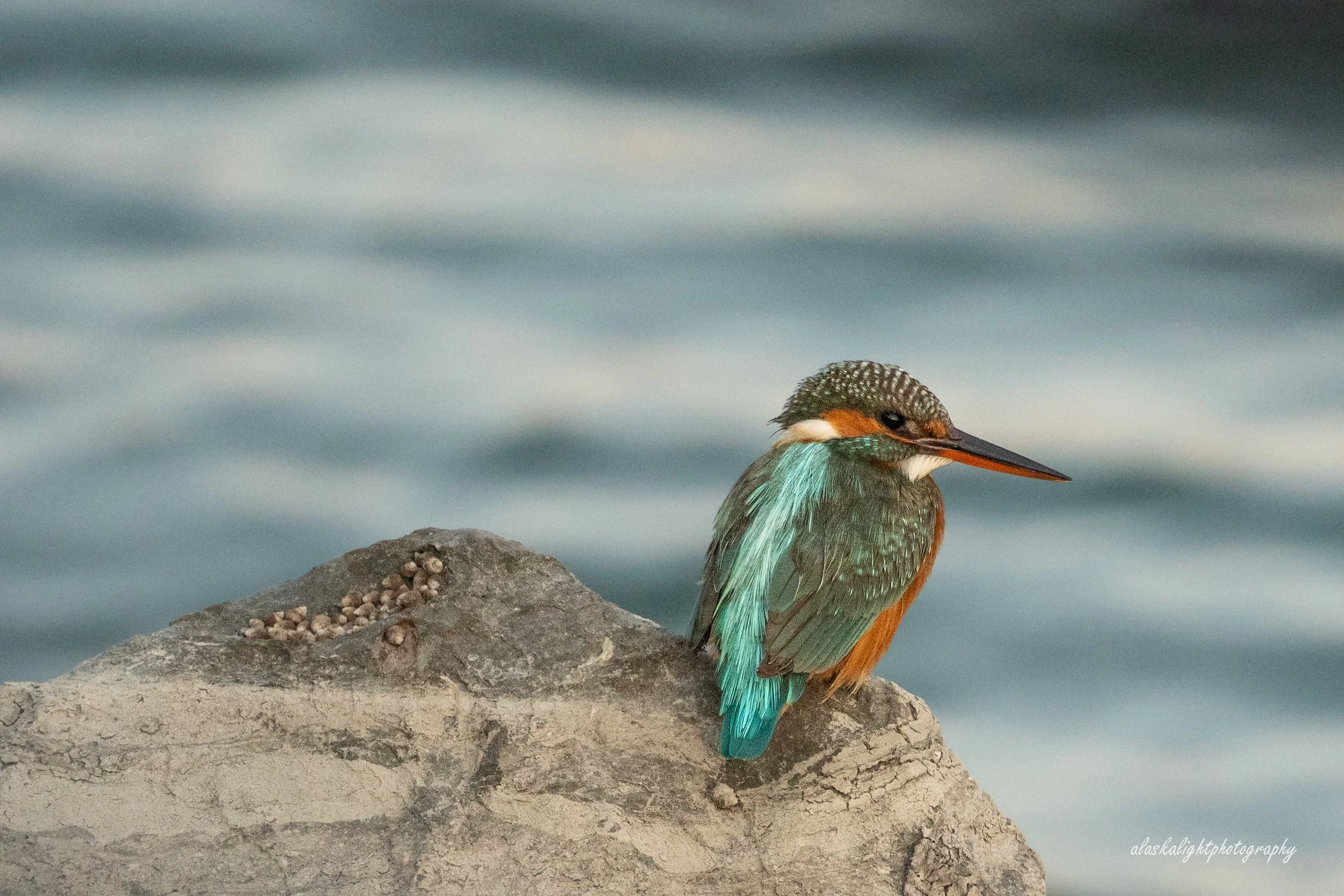 Grateful for Birdsong and Sunscreen