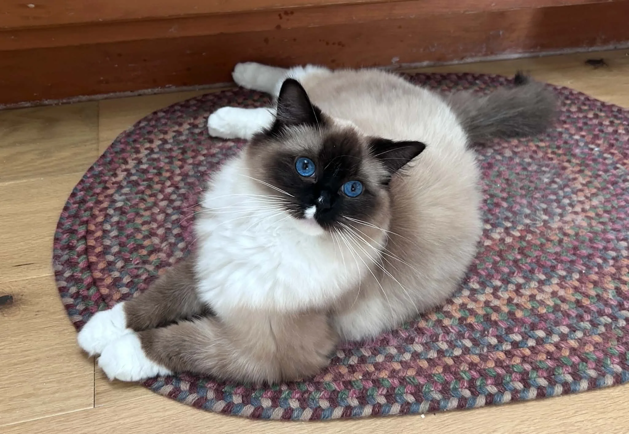 Queen Calyx at MJ's Ragdolls