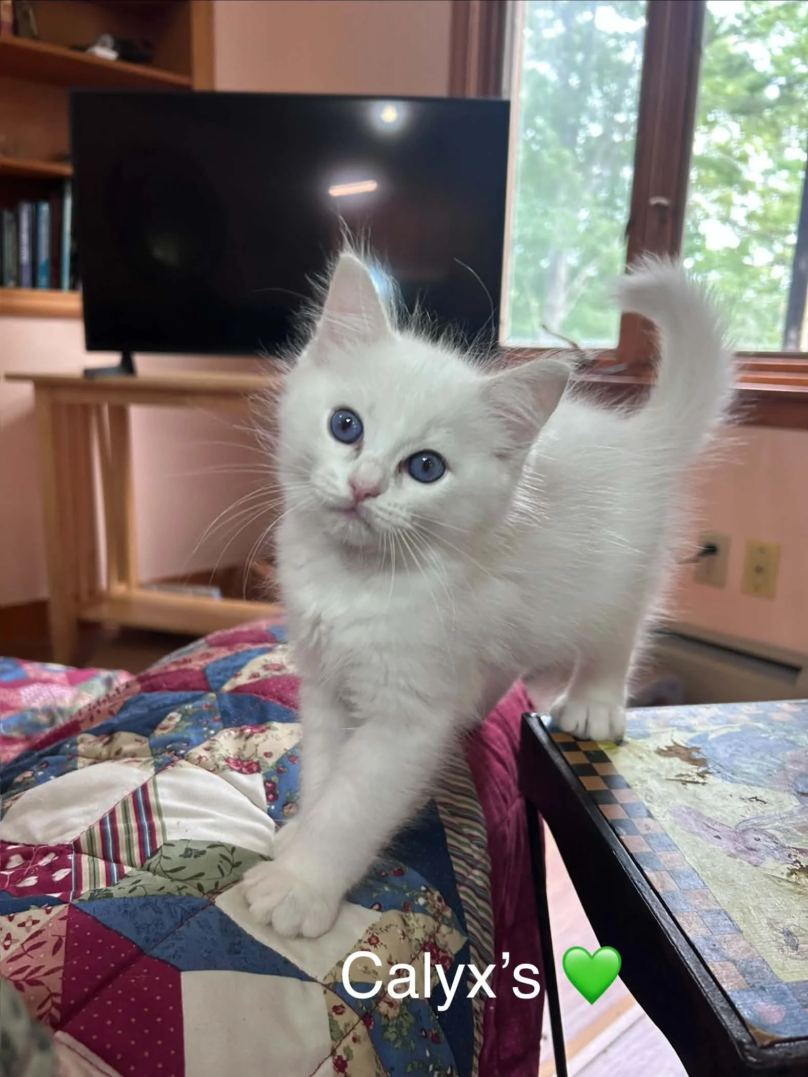 Blue Lynx Bicolor male kitten available at MJ's Ragdolls.