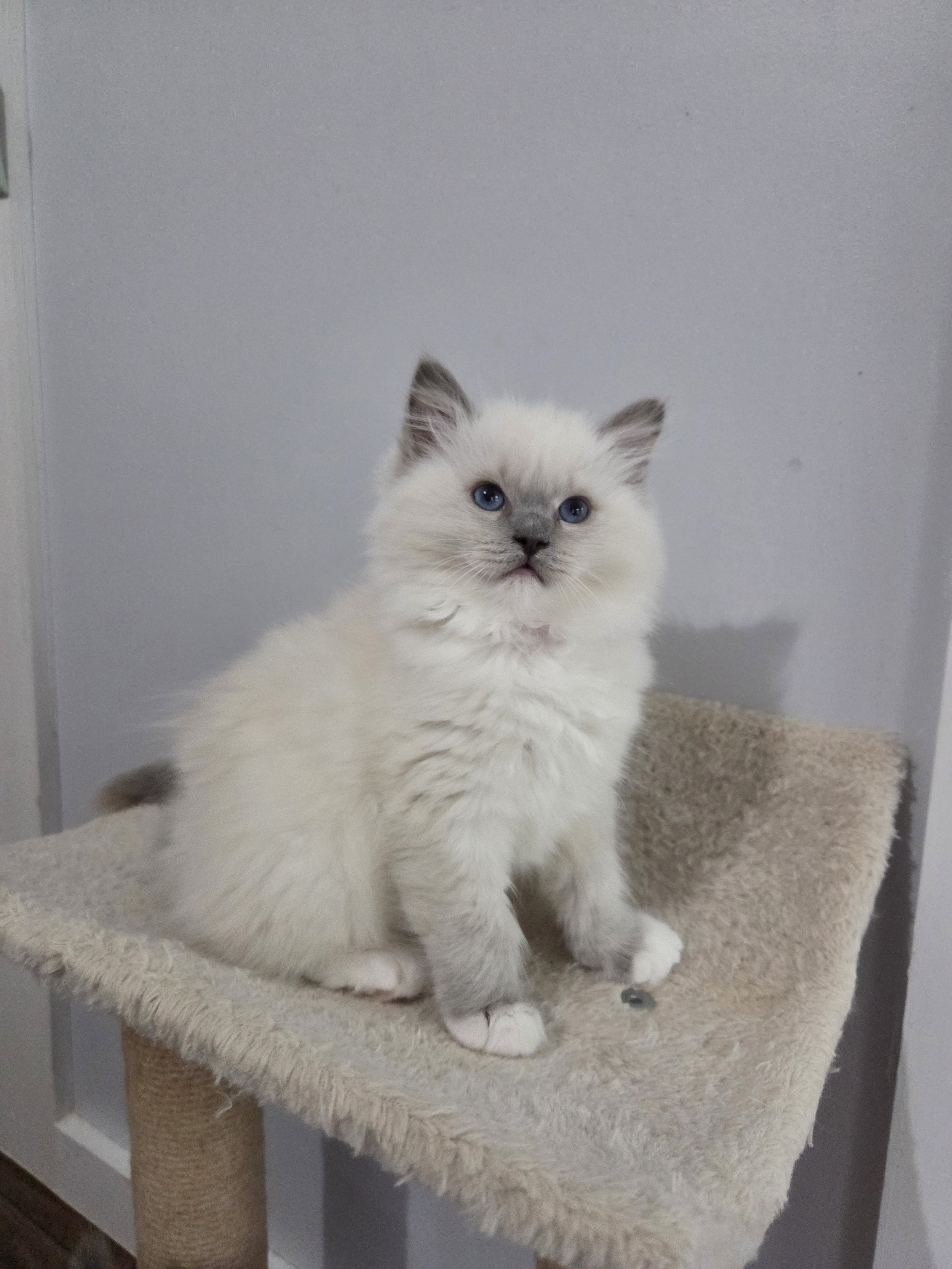 Seal Lynx Mitted female kitten available at MJ's Ragdolls.
