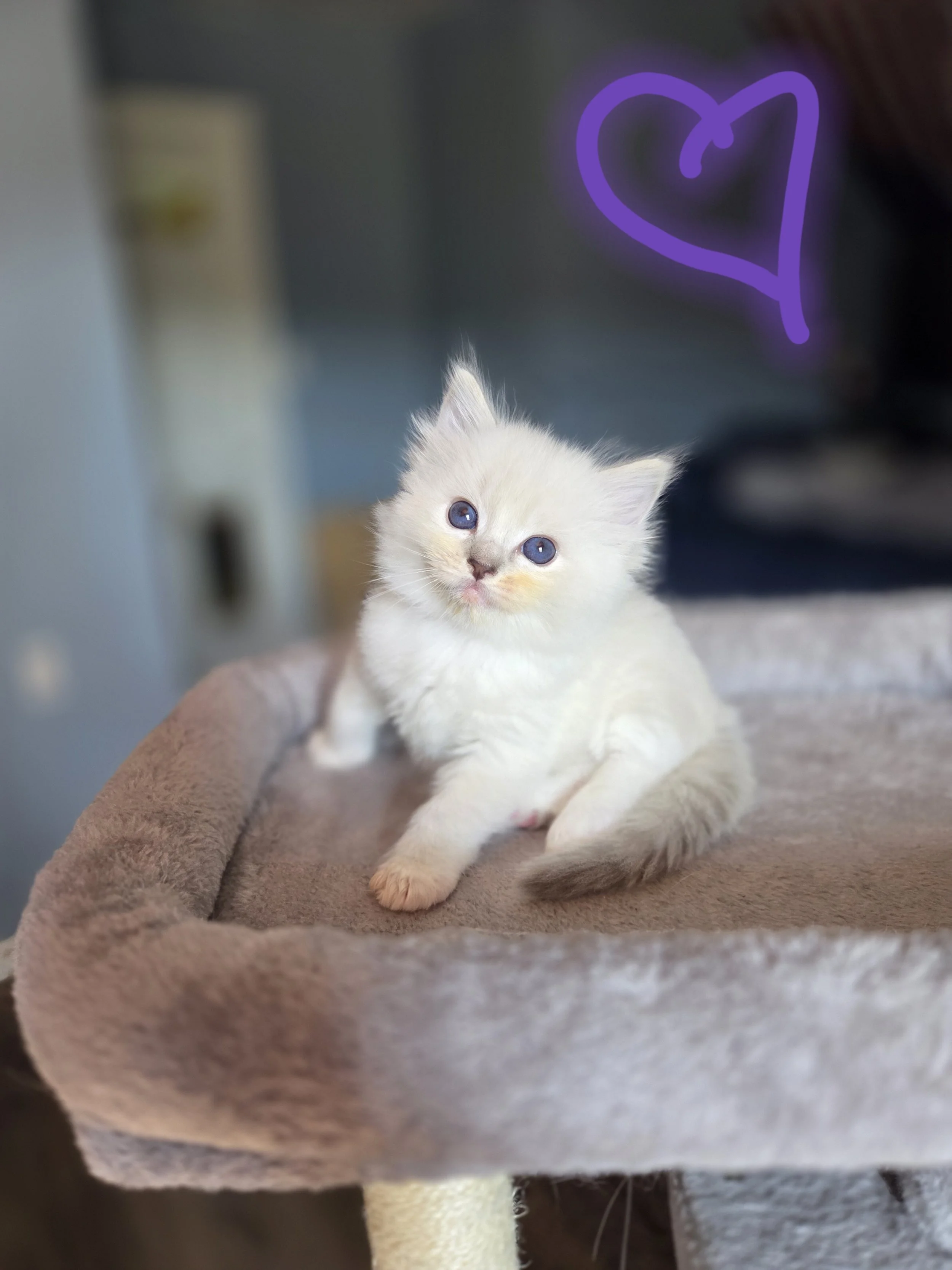 Seal Mitted with Blaze female kitten from MJ's Ragdolls.