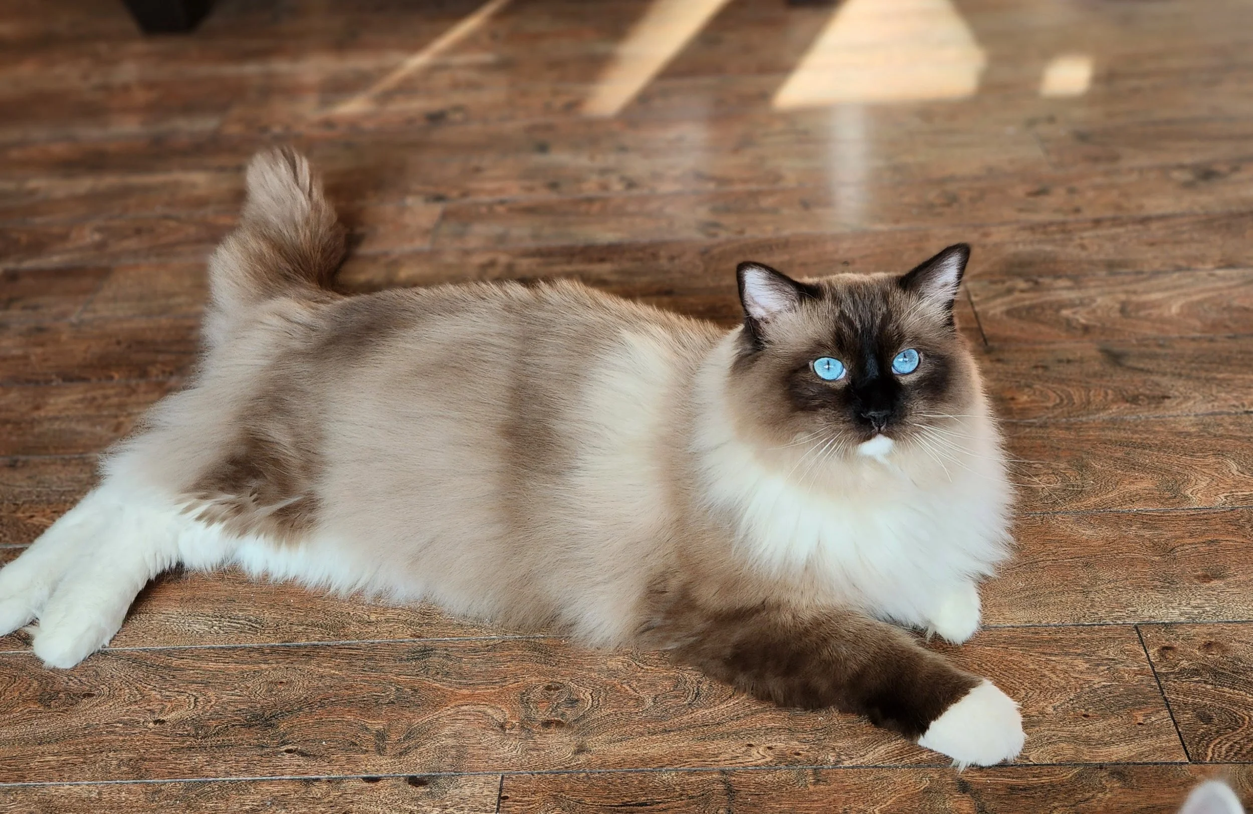 MJ's Ragdolls - Maine's Premier Ragdoll Cat & Kitten Breeder