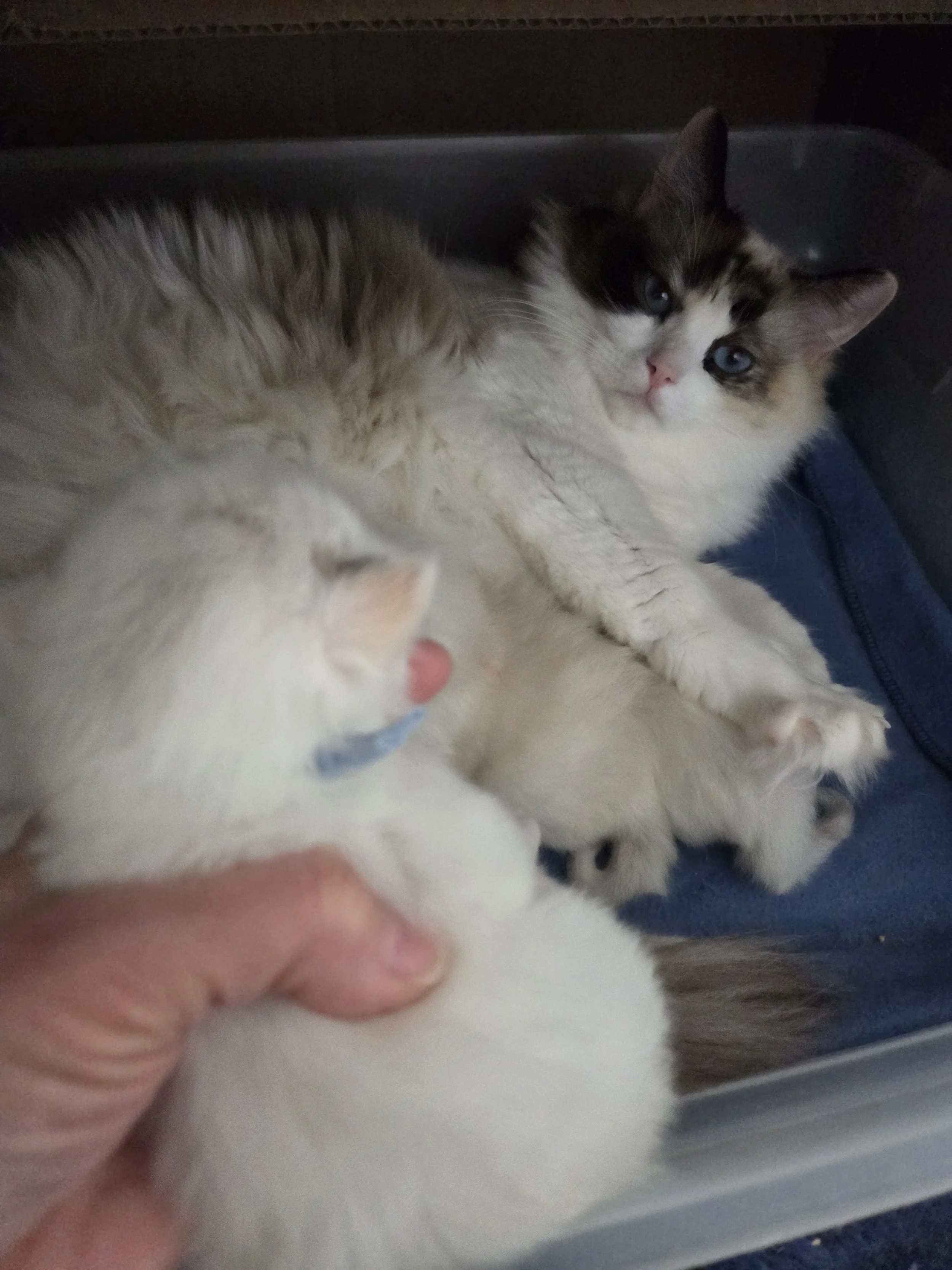 Valerie had 4 bicolor tortie's!