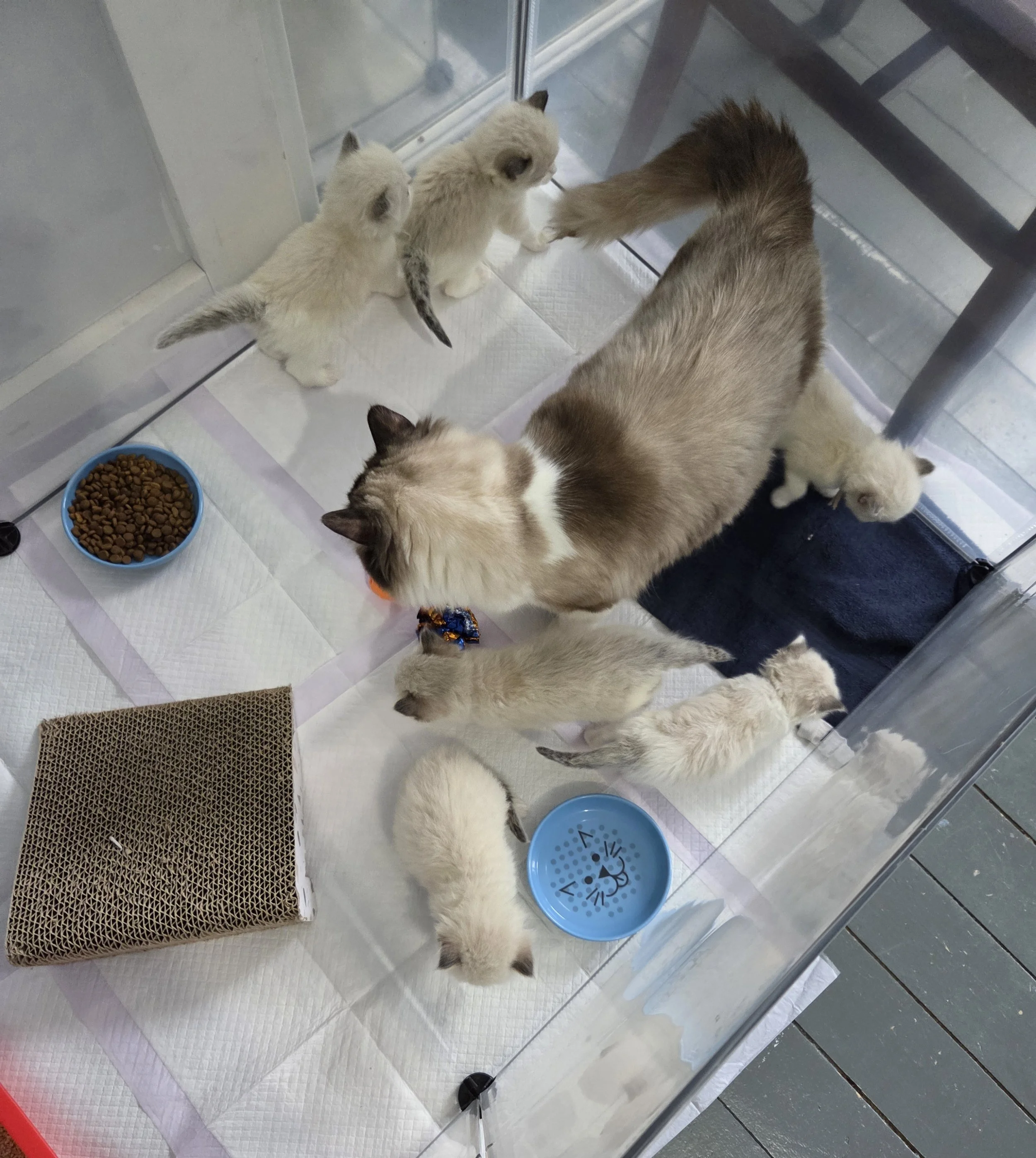 Such a cute age! 6 bicolors