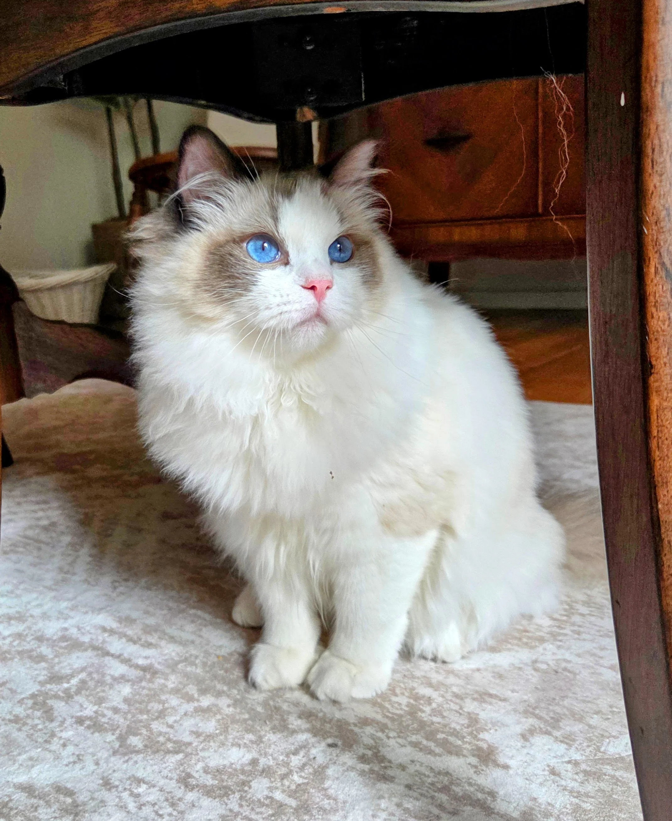 King Hugo MJ's Ragdolls