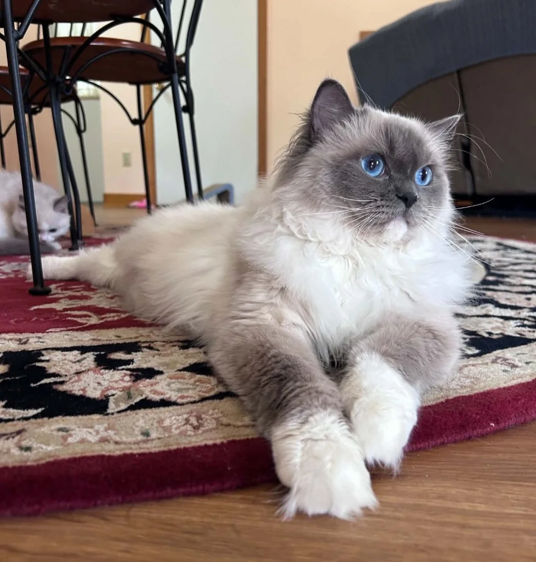 Queen Sorella at MJ's Ragdolls
