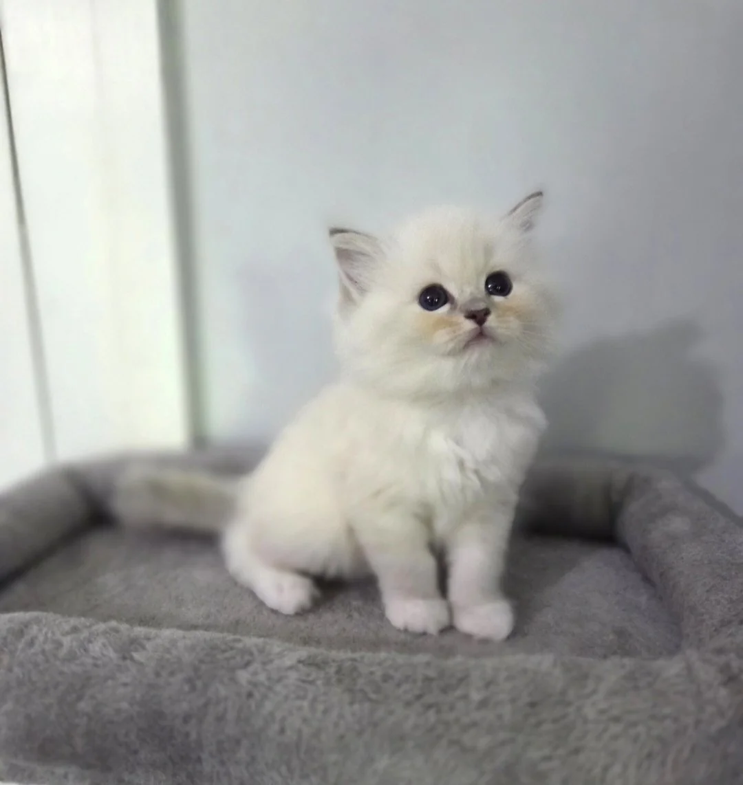 Seal Lynx Bicolor male kitten from MJ's Ragdolls.