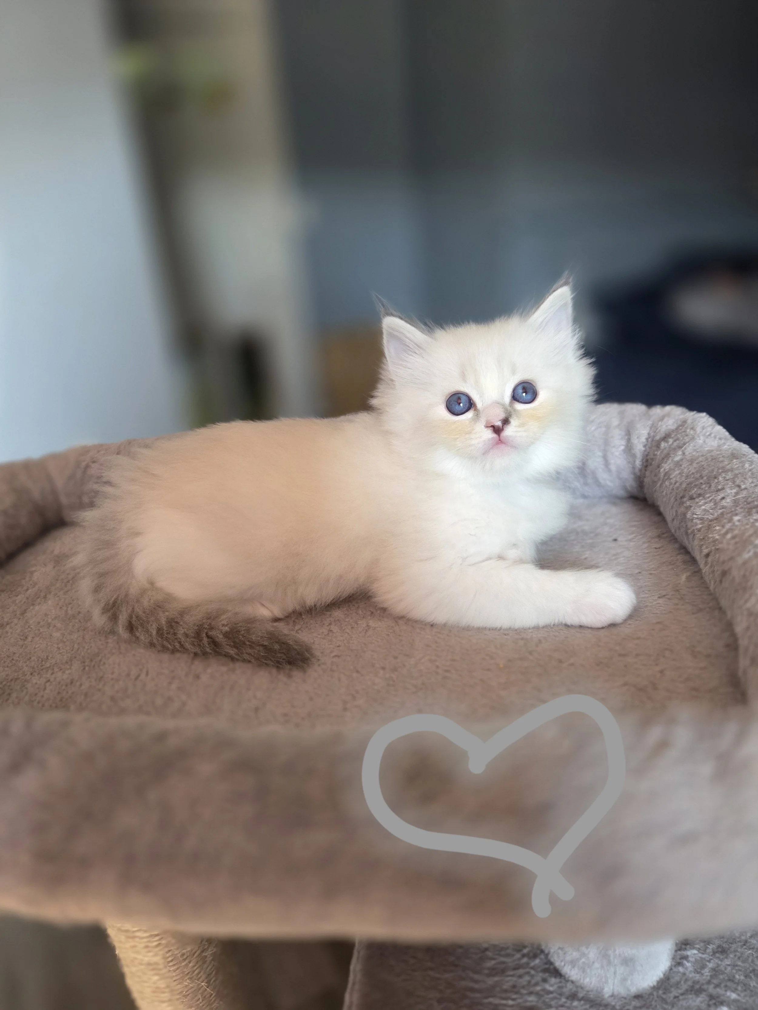 Seal Lynx Mitted female kitten available at MJ's Ragdolls.